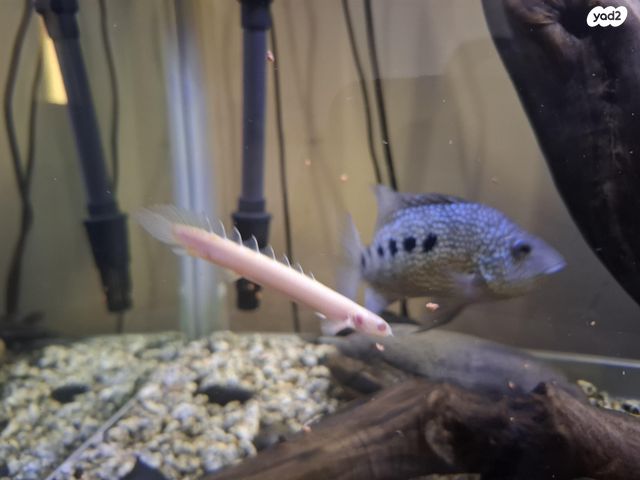 דג ציקלידים