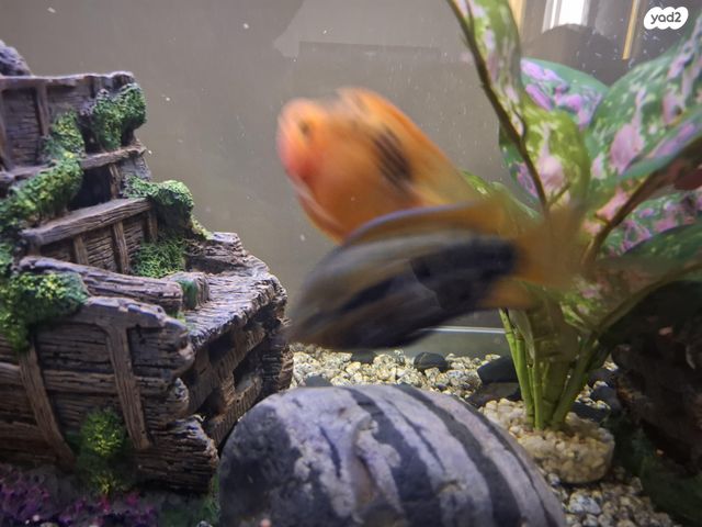 דג ציקלידים