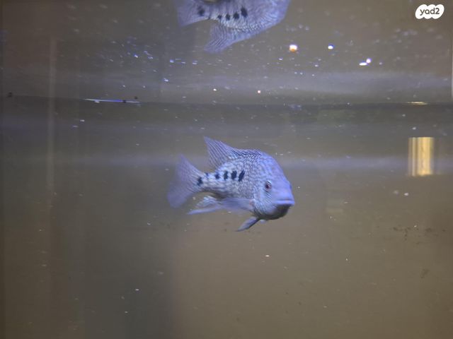 דג ציקלידים