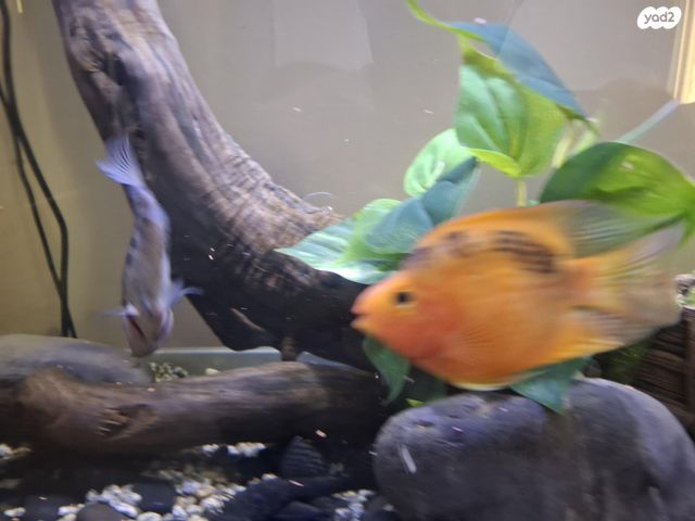 דג ציקלידים