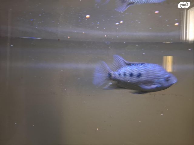 דג ציקלידים