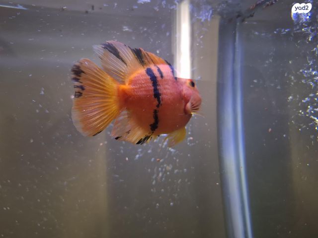 דג ציקלידים