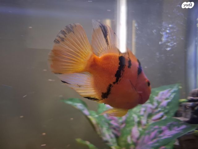 דג ציקלידים