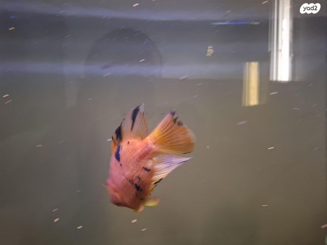 דג ציקלידים