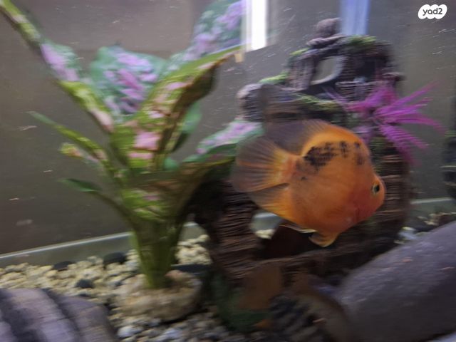 דג ציקלידים