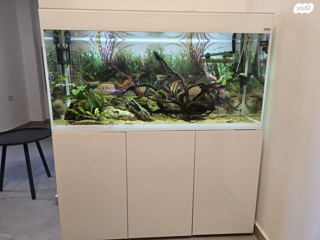 תמונת מודעה - חיות מחמד