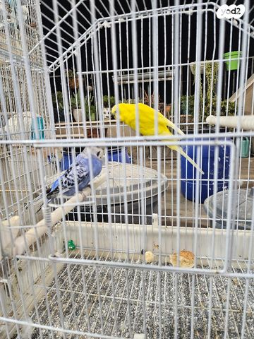 תמונת מודעה - חיות מחמד