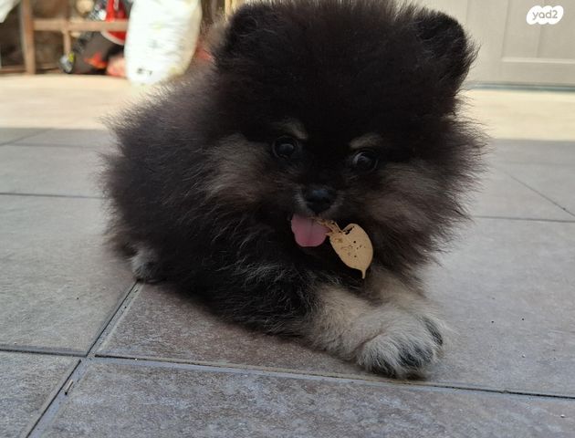 תמונת מודעה - חיות מחמד