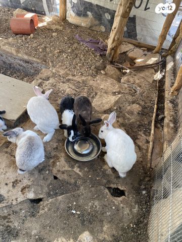 תמונת מודעה - חיות מחמד