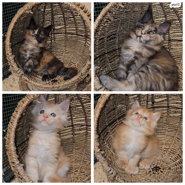 תמונת מודעה - חיות מחמד