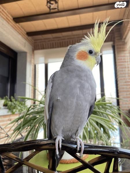 תמונת מודעה - חיות מחמד