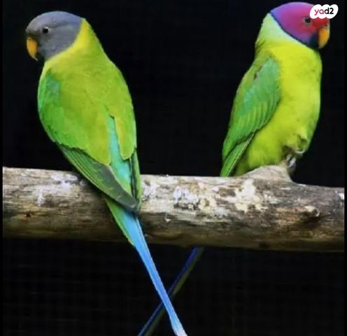 תמונת מודעה - חיות מחמד