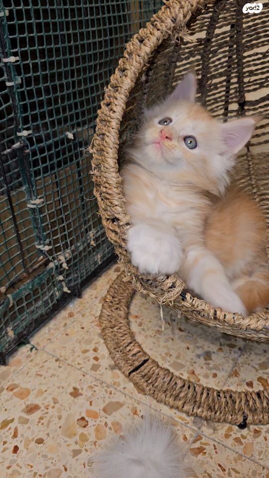 חתול מיין קון