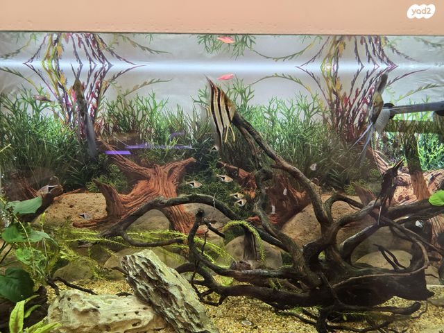 אביזרים | אקווריום