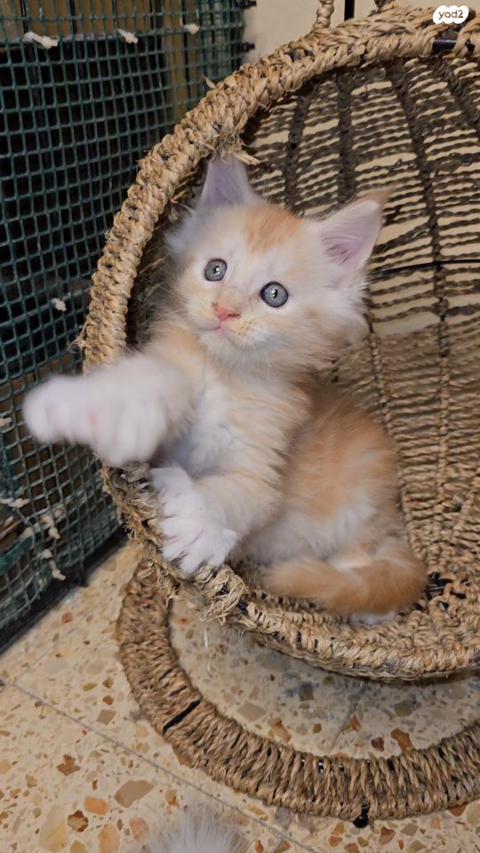 חתול מיין קון