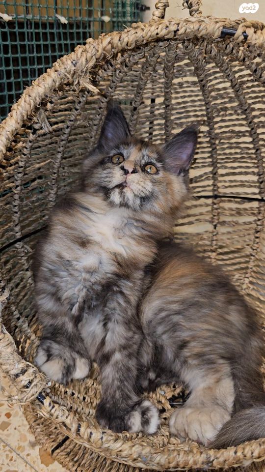 חתול מיין קון