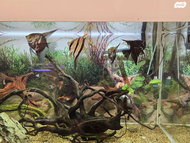 אביזרים | אקווריום