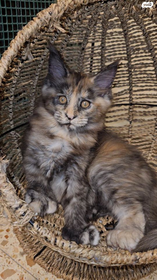 חתול מיין קון