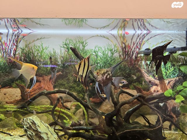 אביזרים | אקווריום