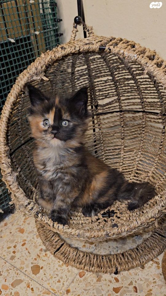 חתול מיין קון