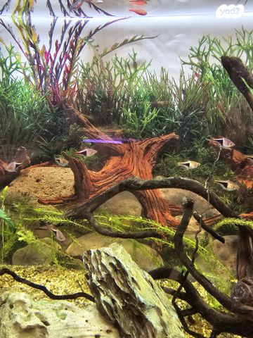 אביזרים | אקווריום