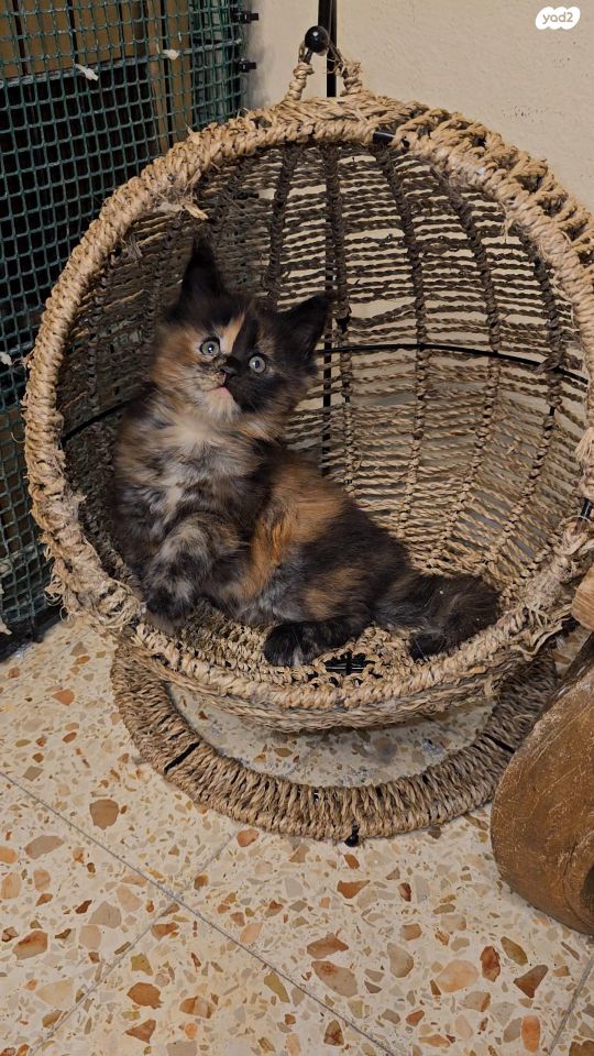 חתול מיין קון