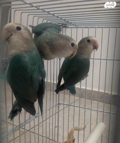 תמונת מודעה - חיות מחמד