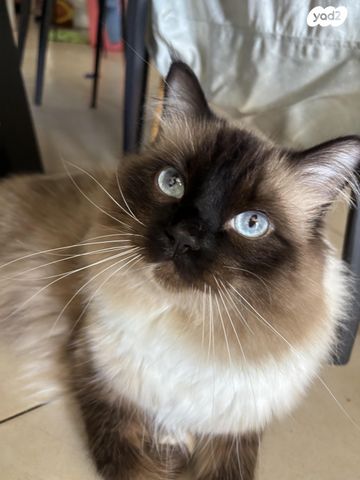 תמונת מודעה - חיות מחמד