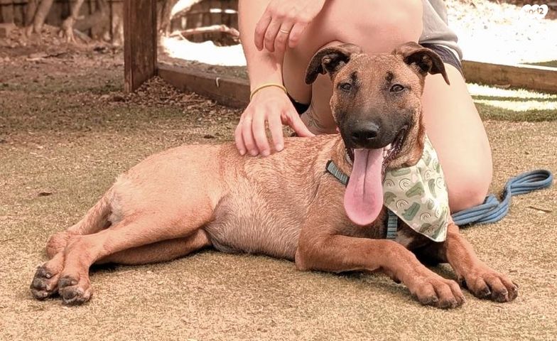 תמונת מודעה - חיות מחמד