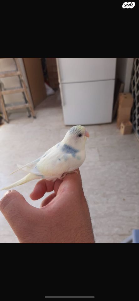 תמונת מודעה - חיות מחמד