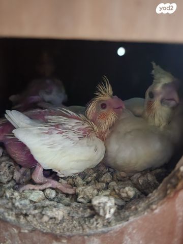 תמונת מודעה - חיות מחמד