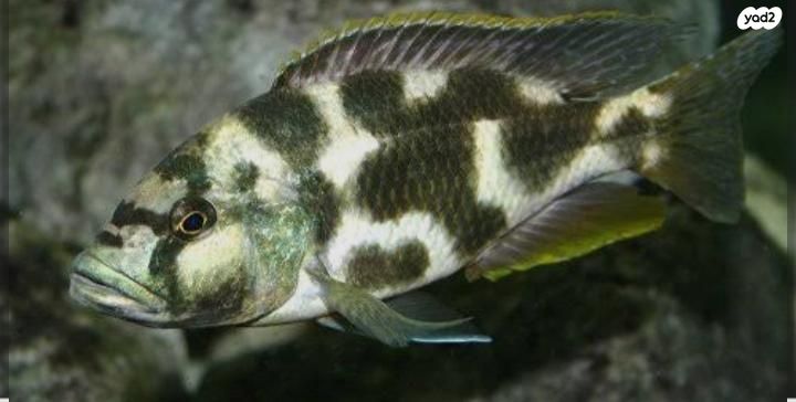 תמונת מודעה - חיות מחמד