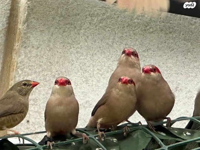 תמונת מודעה - חיות מחמד