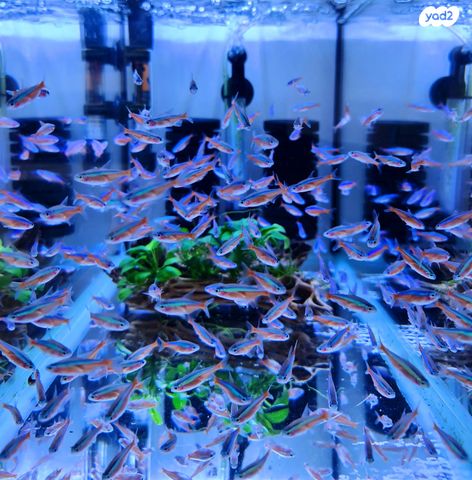 תמונת מודעה - חיות מחמד