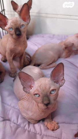 חתול ספינקס