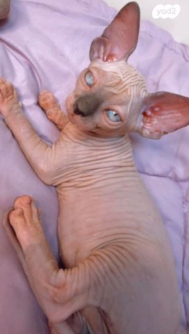 חתול ספינקס