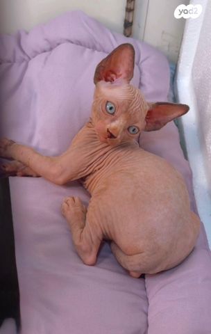 חתול ספינקס