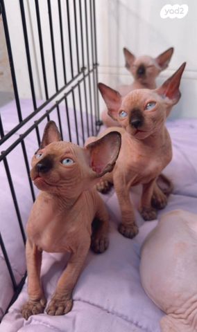 חתול ספינקס