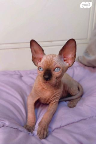 חתול ספינקס