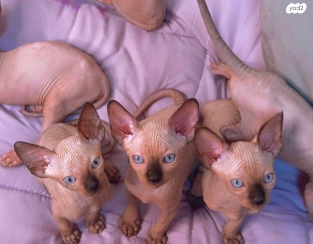 חתול ספינקס