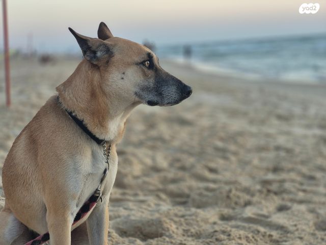 תמונת מודעה - חיות מחמד