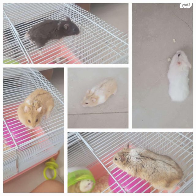 תמונת מודעה - חיות מחמד