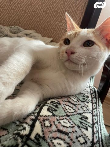 תמונת מודעה - חיות מחמד