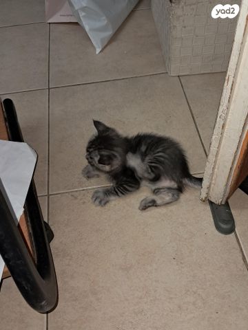 תמונת מודעה - חיות מחמד