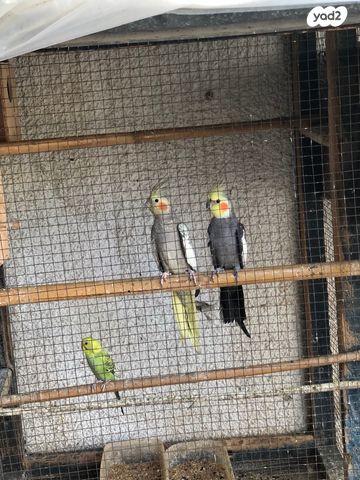 תמונת מודעה - חיות מחמד