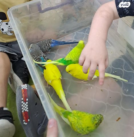 תמונת מודעה - חיות מחמד