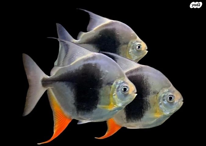 תמונת מודעה - חיות מחמד