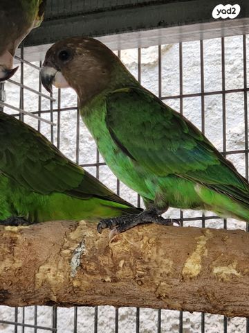 תמונת מודעה - חיות מחמד