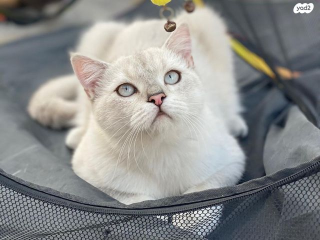 תמונת מודעה - חיות מחמד