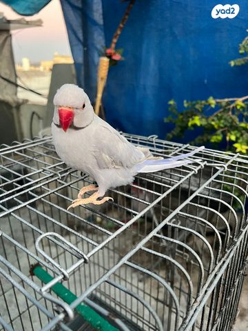 תמונת מודעה - חיות מחמד